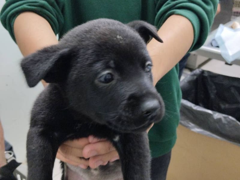 ミックス犬(メス・若い・黒)、小型, 施設番号 …0001. 顔のアップです。