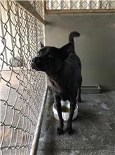 Black female mixed-breed dog, Medium, shelter no. …2D01