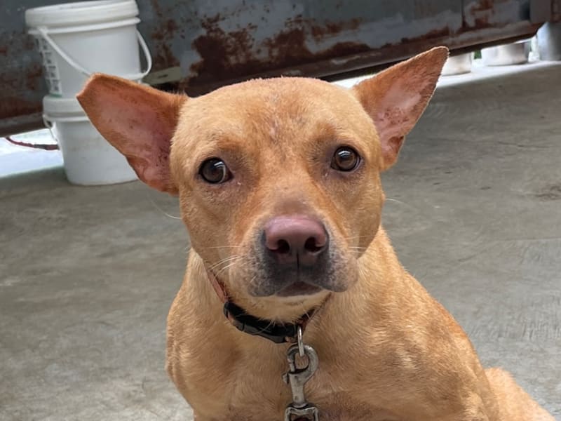 Perra mestiza hembra adulta (canela), Mediano, refugio n.º …1003. Más cerca de la cara.