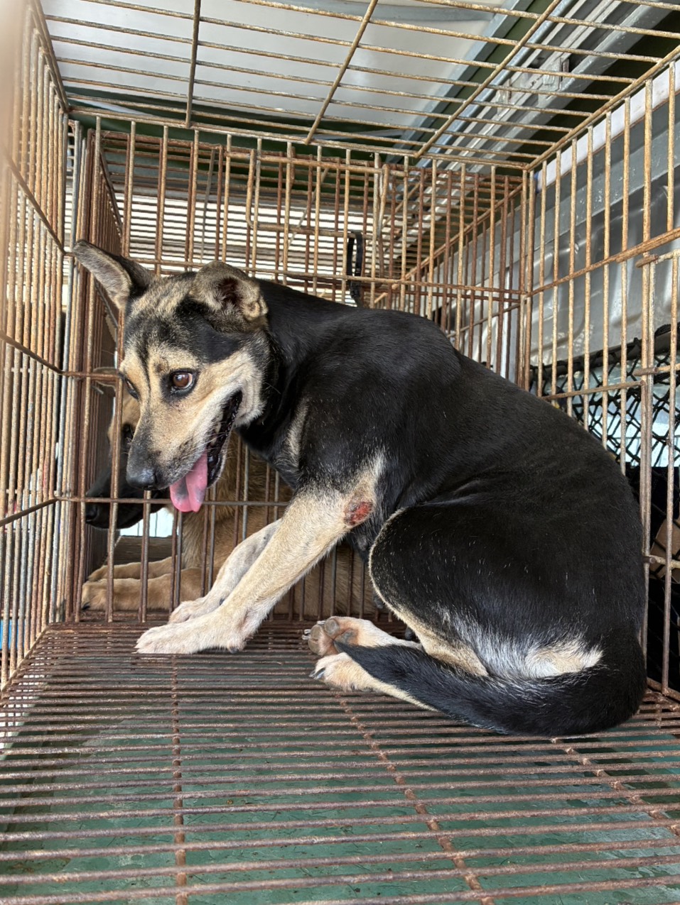 Perra mestiza hembra adulta (negro y canela), Mediano, refugio n.º …5006. Todo el animal.