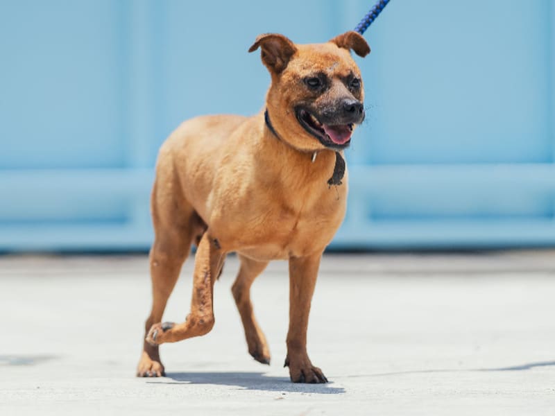 Perro mestizo macho adulto (canela), Mediano, refugio n.º …3001. Todo el animal.