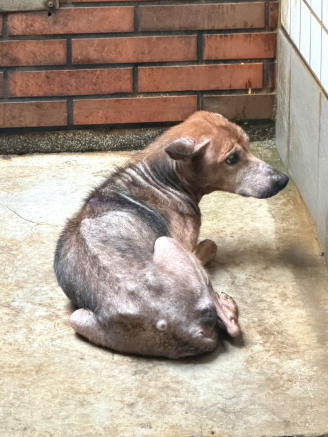 黄色成年母混种犬，大型, 收容编号 …1153. 完整的宠物。