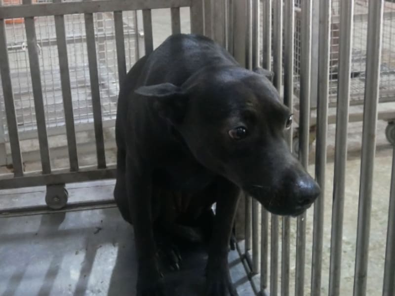 Chien croisé mâle adulte (noir), Moyen, refuge n° …3-11. Plus près du visage.