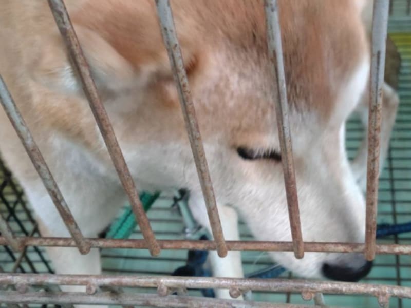 Shiba Inu hembra adulta (canela), Mediano, refugio n.º …5-05. Más cerca de la cara.