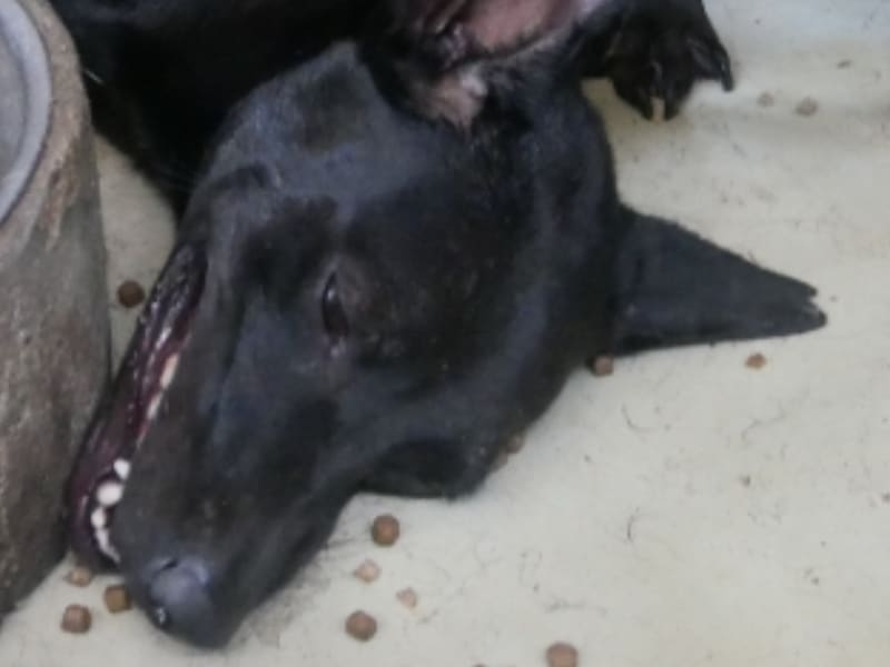 ミックス犬（オス・成犬・黒）、中型, 施設番号 …0-07. 顔のアップです。