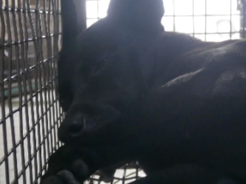 ミックス犬（オス・成犬・黒）、中型, 施設番号 …0-08. 顔のアップです。