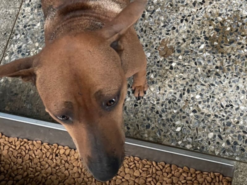 ミックス犬(メス・成犬・こげ茶)、大型, 施設番号 …0013. 顔のアップです。