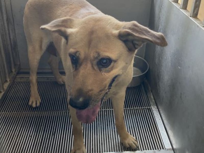 ミックス犬(メス・成犬・茶)、中型, 施設番号 …9011. 顔のアップです。