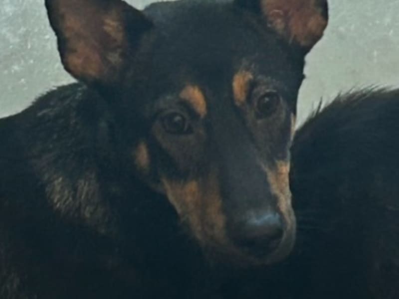 Perra mestiza hembra adulta (negro y canela), Mediano, refugio n.º …6022. Más cerca de la cara.
