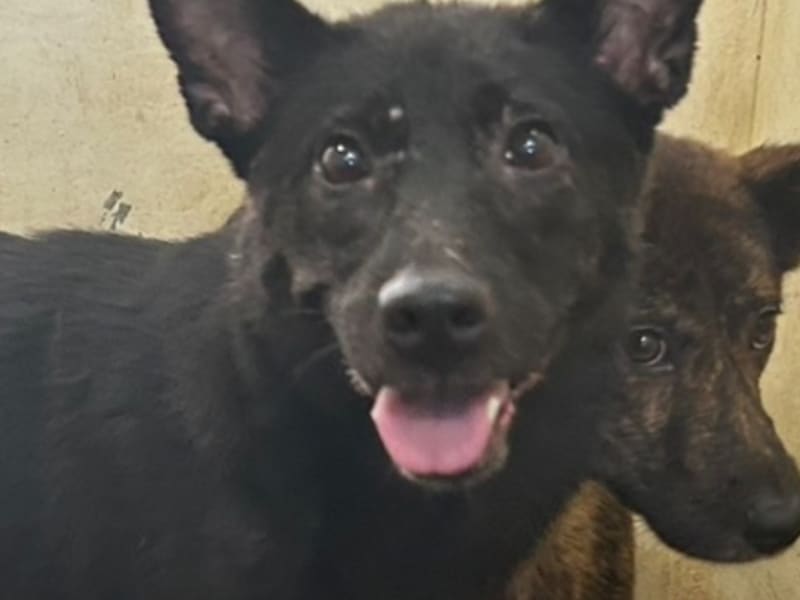 ミックス犬（メス・成犬・黒）、大型, 施設番号 …8022. 顔のアップです。