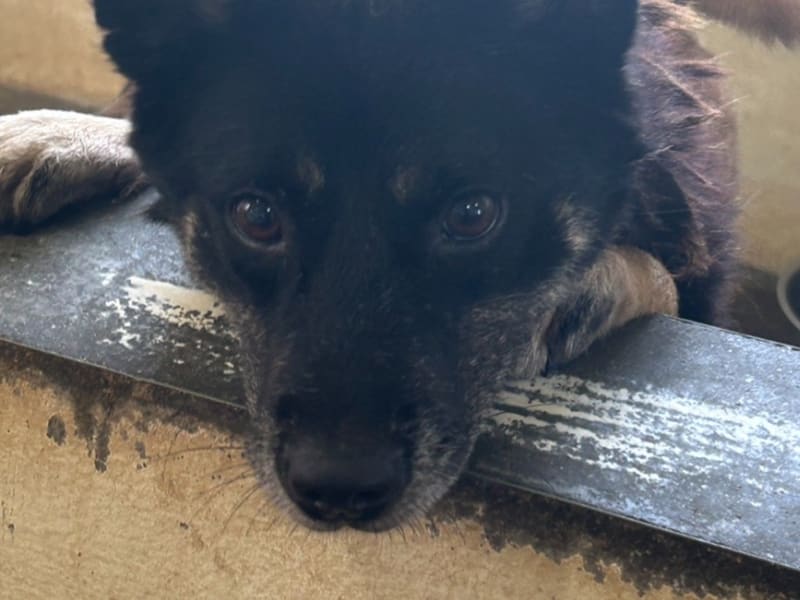Black-and-tan adult male mixed-breed dog, Medium, shelter no. …8047. Closer on the face.