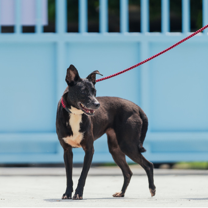 黑白色成年母混種犬,小型, 收容編號 …4003. 完整的毛孩。