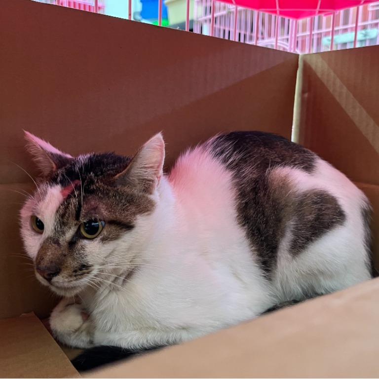 ミックス猫(オス・成猫・トラと白)、中型, 施設番号 …0603