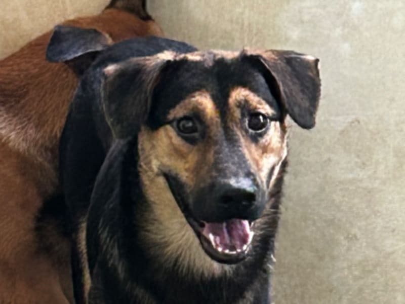 ミックス犬(オス・若い・黒と茶)、中型, 施設番号 …3011. 顔のアップです。