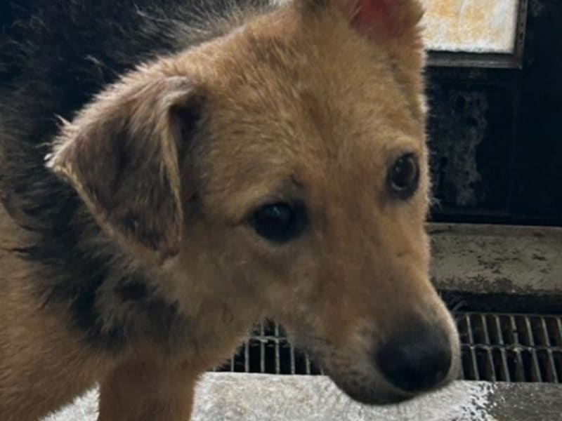 Chienne croisée femelle adulte (noir et fauve), Moyen, refuge n° …3048. Plus près du visage.