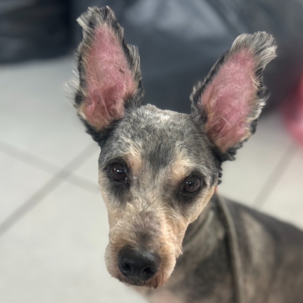 Perro mestizo macho adulto (tricolor), Mediano, refugio n.º …6008. Más cerca de la cara.