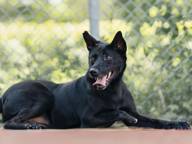 ミックス犬(メス・成犬・黒)、中型, 施設番号 …2604. 全身です。