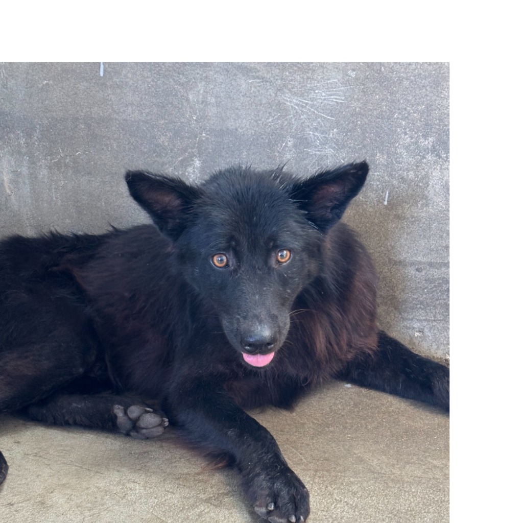 Perro mestizo macho adulto (negro), Grande, refugio n.º …8007. Todo el animal.