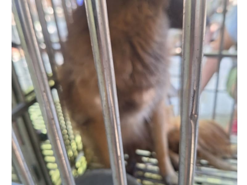 黑棕色成年母混种犬,大型, 收容编号 …001D. 脸部特写。