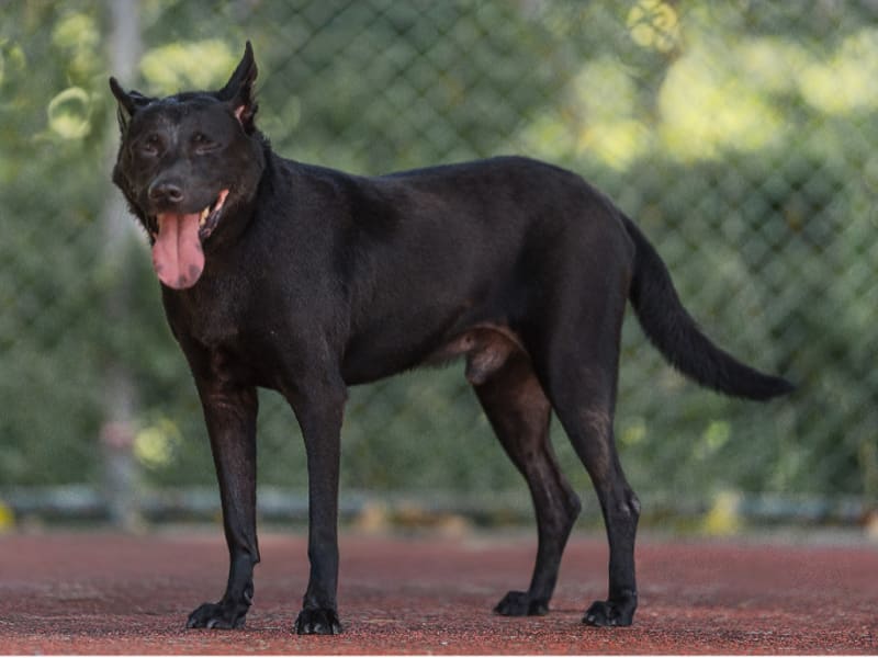 Perro de montaña de Formosa macho adulto (negro), Mediano, refugio n.º …2602. Todo el animal.