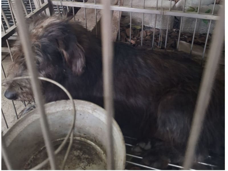ミックス犬(オス・成犬・黒)、大型, 施設番号 …022D. 全身です。