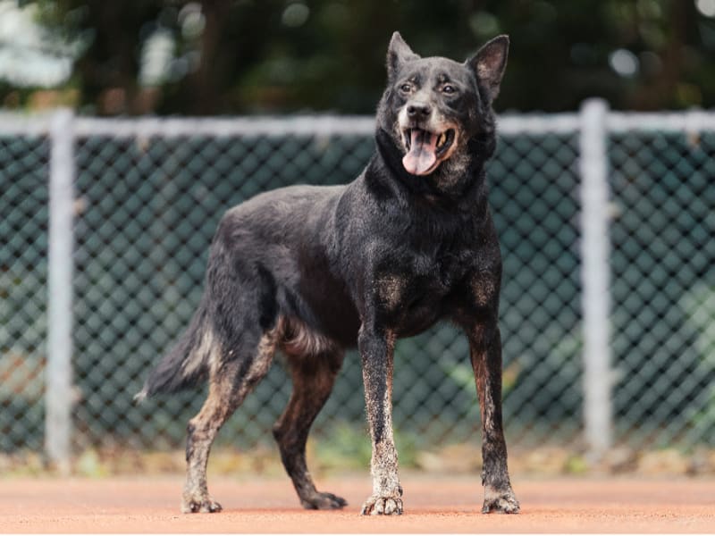 ミックス犬(オス・成犬・黒)、中型, 施設番号 …1301. 全身です。