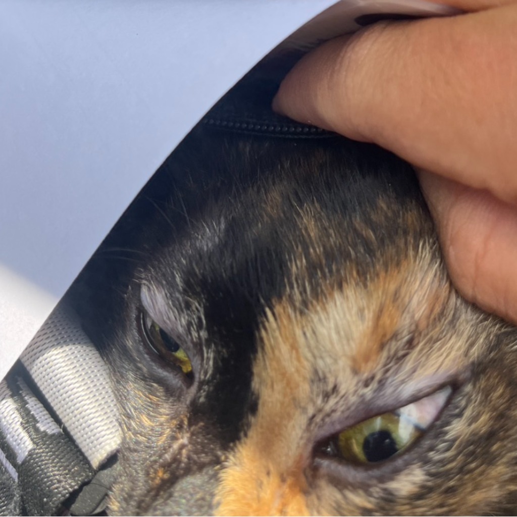 Chatte croisée femelle adulte (noir et blanc), Moyen, refuge n° …1004. Plus près du visage.