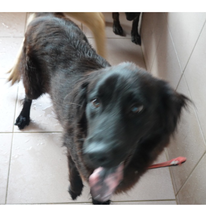 Perro mestizo macho adulto (negro), Mediano, refugio n.º …3-05. Más cerca de la cara.