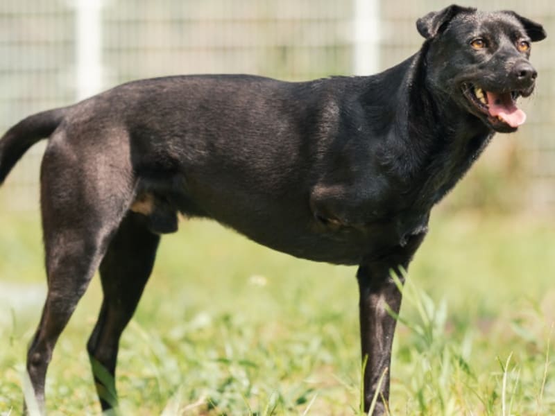 Chien croisé mâle adulte (noir), Grand, refuge n° …8002