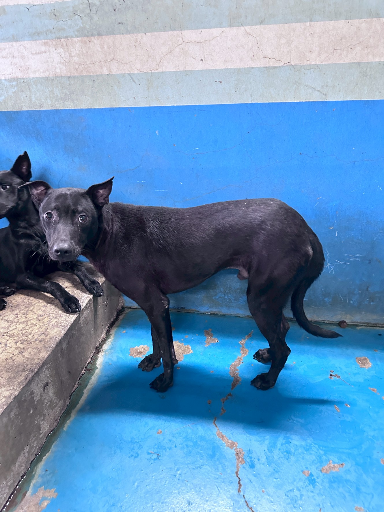 Black adult male mixed-breed dog, Large, shelter no. …7007. Closer on the face.