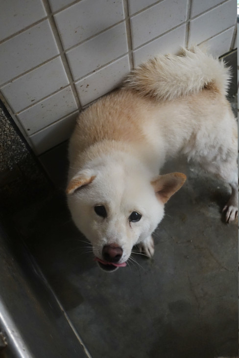 Shiba Inu macho adulto (blanco), Grande, refugio n.º …1990. Todo el animal.