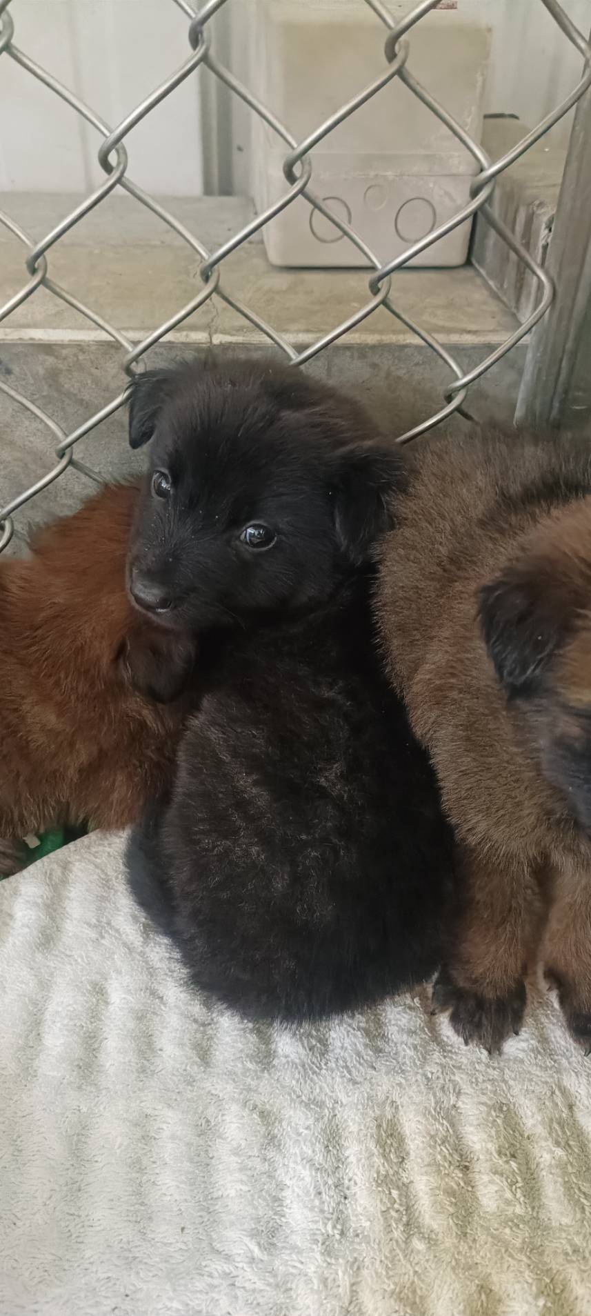 Chien croisé mâle jeune (marron et noir), Petit, refuge n° …6005. Plus près du visage.