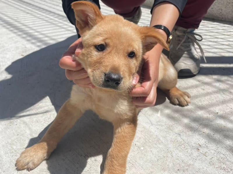 Tan young male mixed-breed dog, Small, shelter no. …5D02. The whole animal.