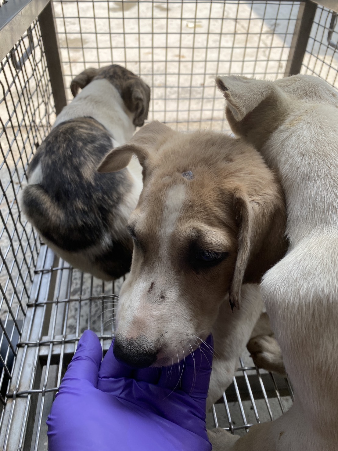 Perro mestizo macho joven (canela y blanco), Mediano, refugio n.º …2-06. Más cerca de la cara.