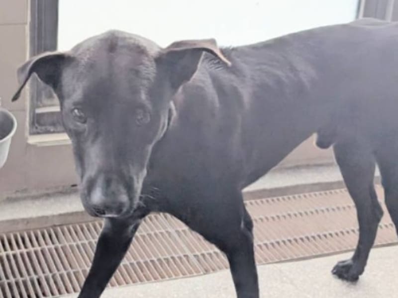 ミックス犬（オス・成犬・黒）、大型, 施設番号 …2011. 顔のアップです。