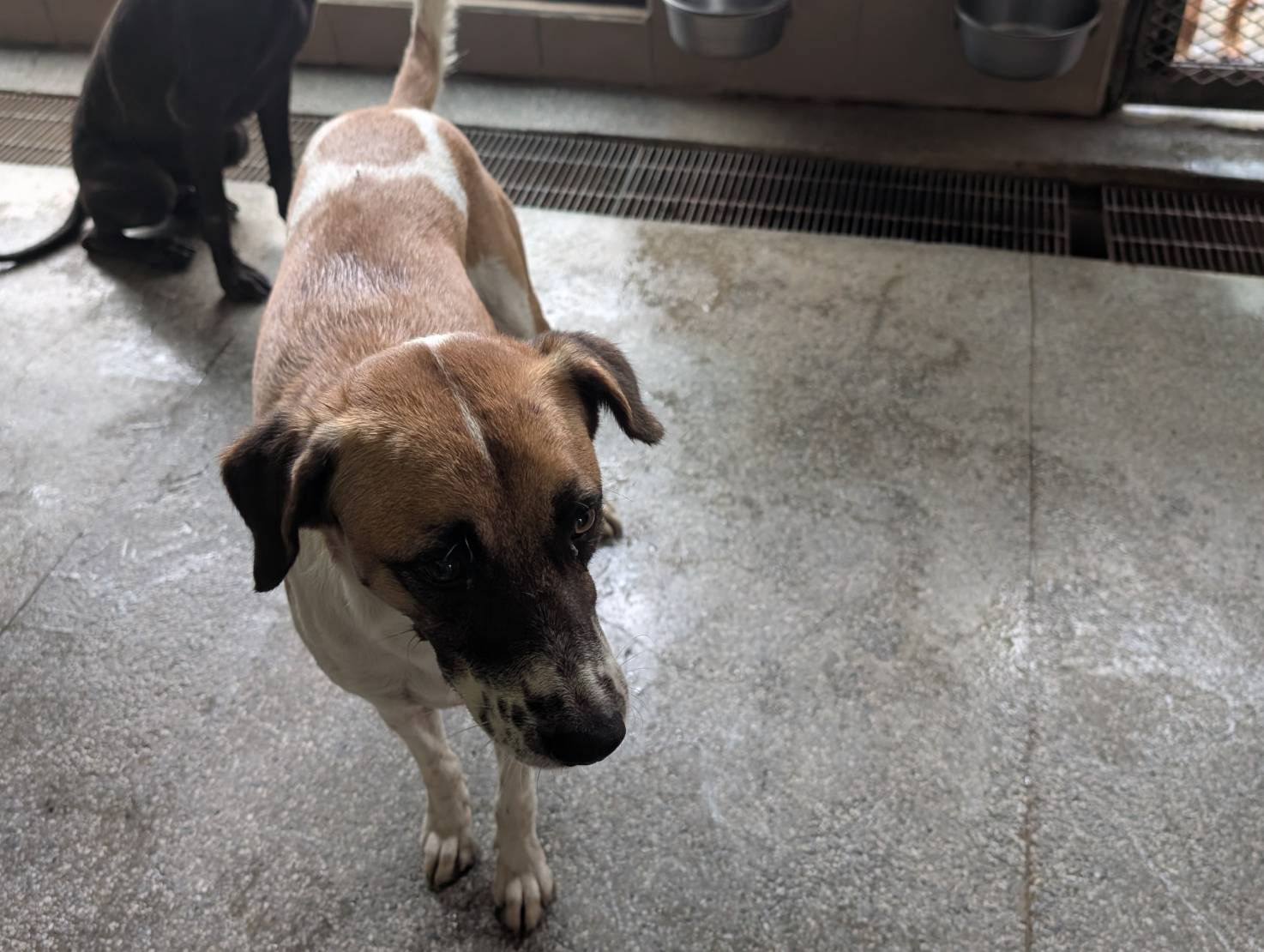 Chien croisé mâle adulte (tacheté), Grand, refuge n° …1203. Plus près du visage.