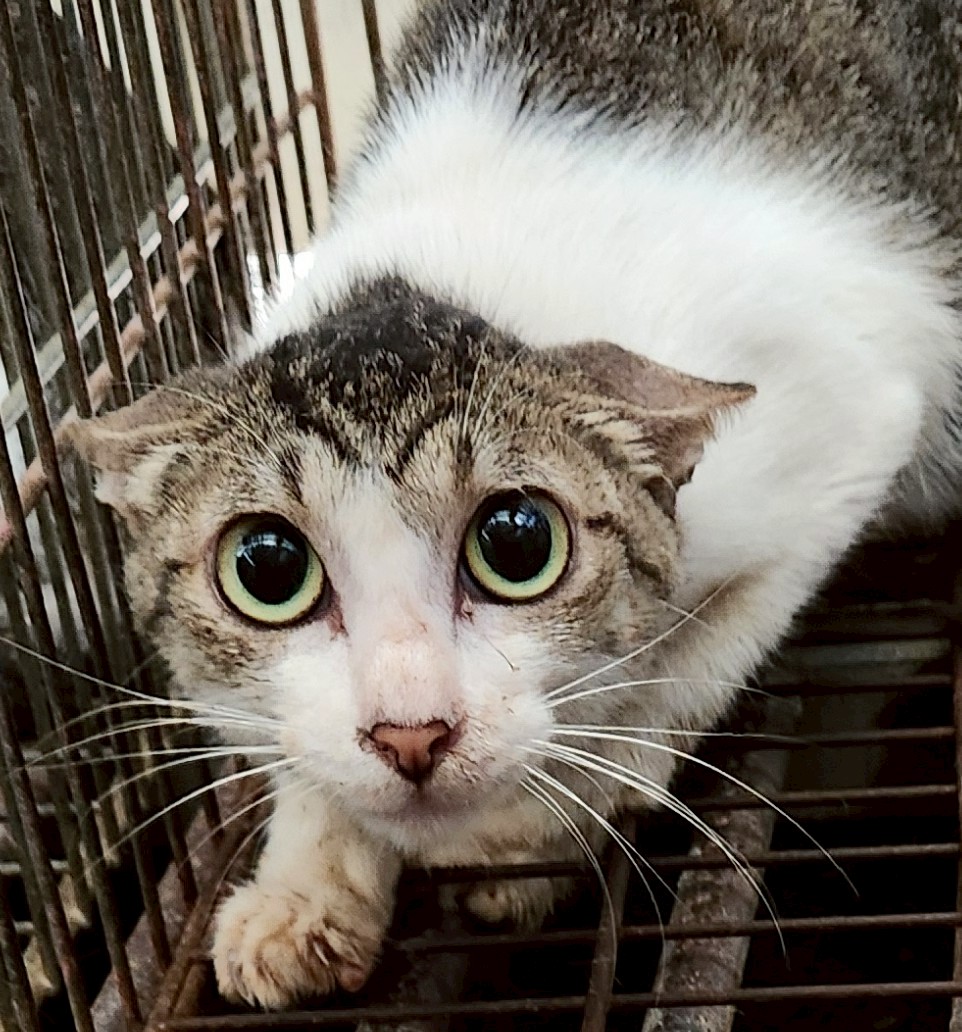 Chatte croisée femelle adulte, Moyen, refuge n° …9005. Plus près du visage.