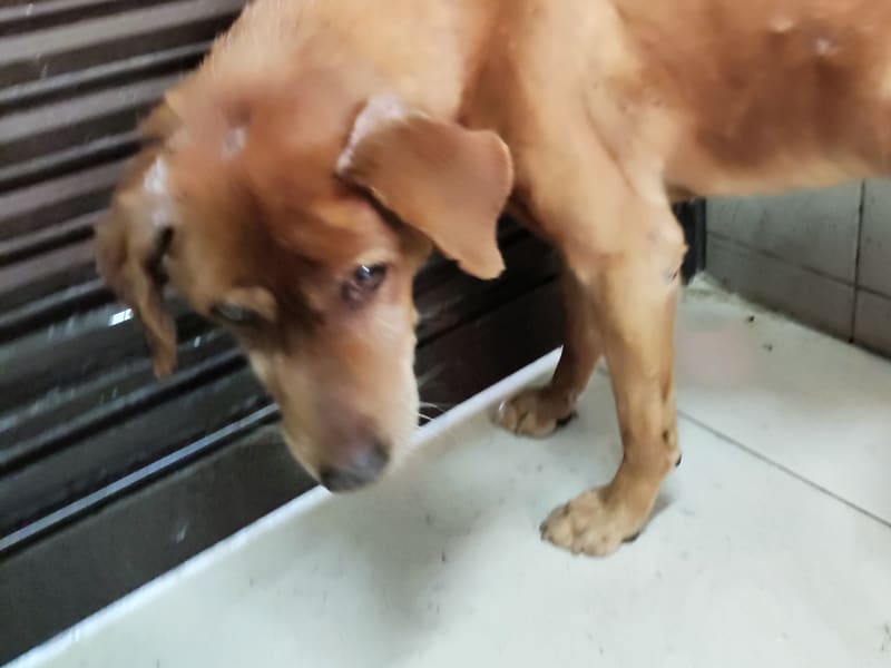 Perro mestizo macho adulto (canela), Grande, refugio n.º …0224. Más cerca de la cara.
