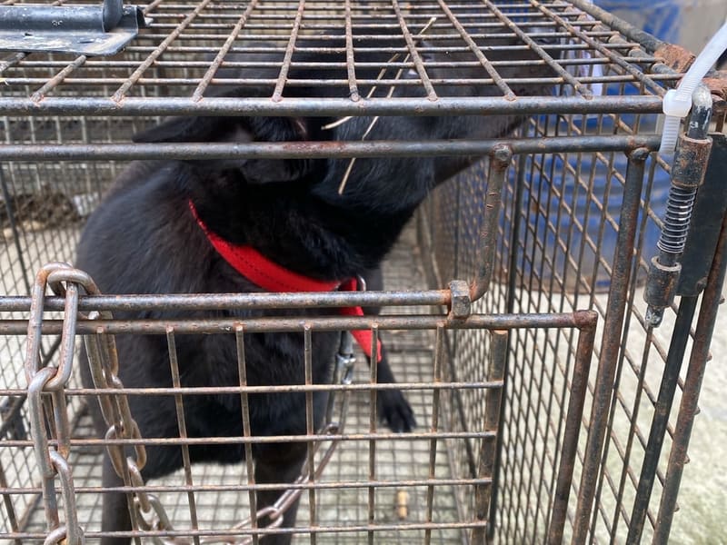 Perra mestiza hembra adulta (negro), Mediano, refugio n.º …9D02. Todo el animal.