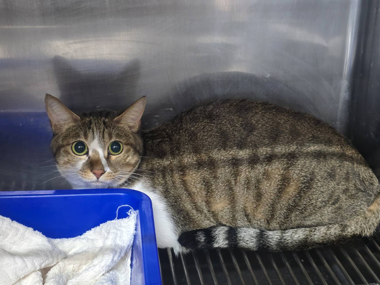 ミックス猫(メス・成猫・トラと白)、中型, 施設番号 …1803. 顔のアップです。