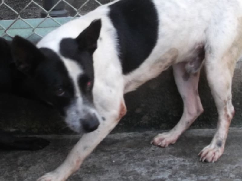 ミックス犬(オス・成犬・ぶち)、大型, 施設番号 …1803. 顔のアップです。