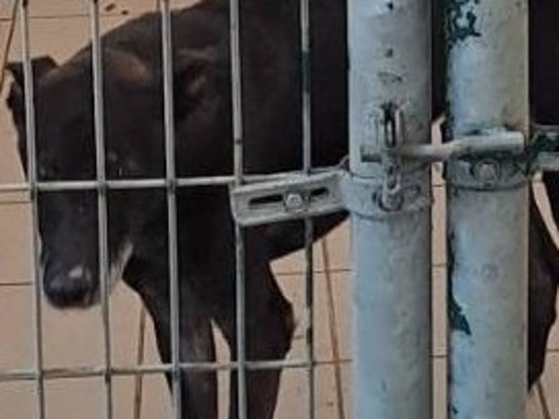 Chienne croisée femelle adulte (noir), Moyen, refuge n° …6001. Plus près du visage.