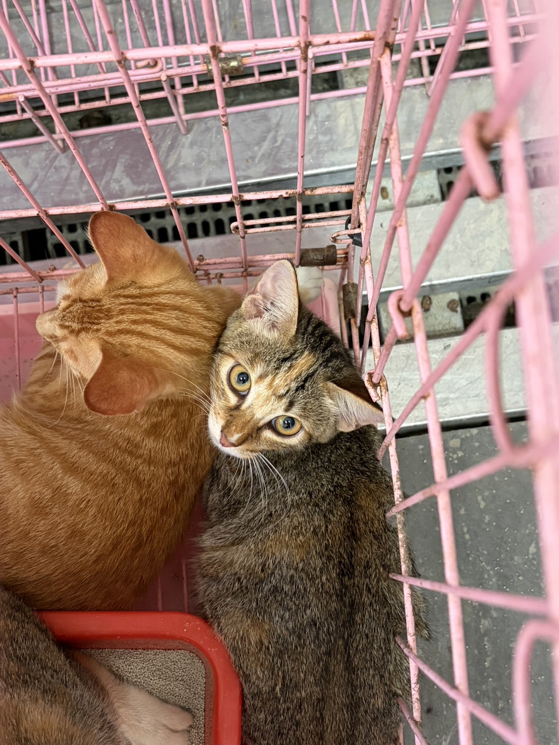 Mèo lai (Cái, Nhỏ, đen và xám), Vừa, số trại …4005. Toàn thân.