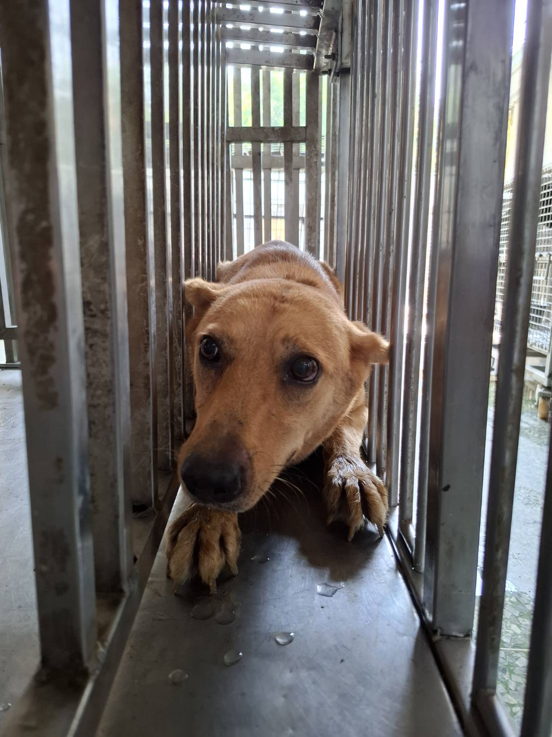 Tan adult female mixed-breed dog, Medium, shelter no. …7-01