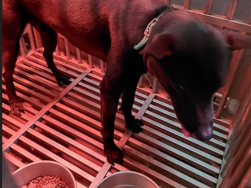 Perro mestizo macho adulto (negro), Mediano, refugio n.º …5001. Más cerca de la cara.