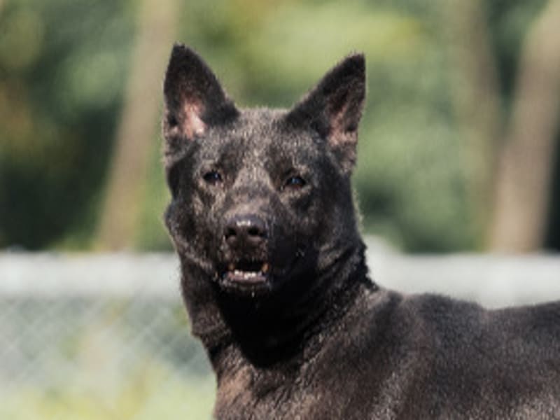 Chien croisé mâle adulte (noir), Moyen, refuge n° …2304. Plus près du visage.