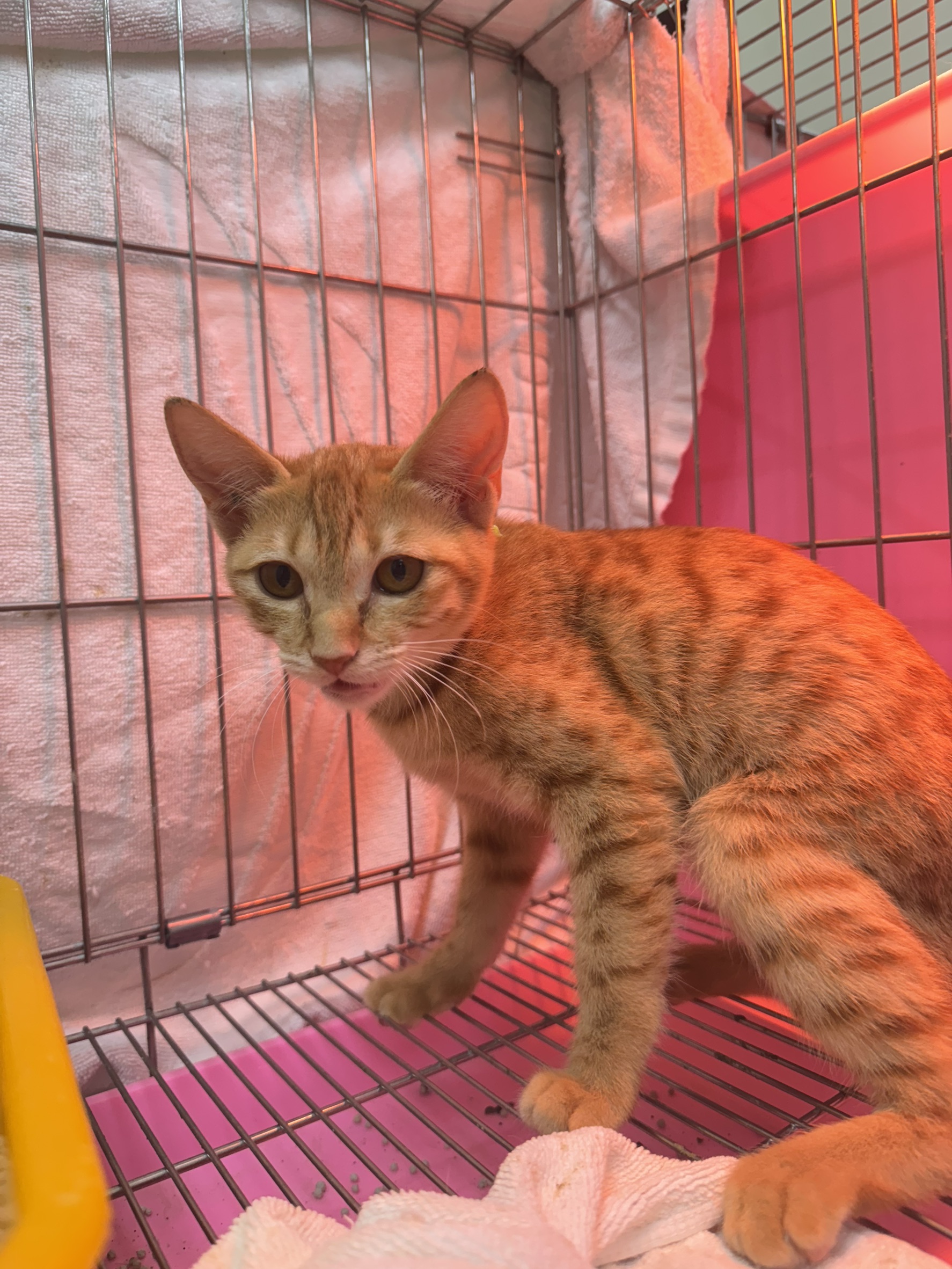 Pusang halo ang lahi (Babae, Bata, dilaw at may guhit), Maliit, blg. ng shelter …6004. Ang buong hayop.