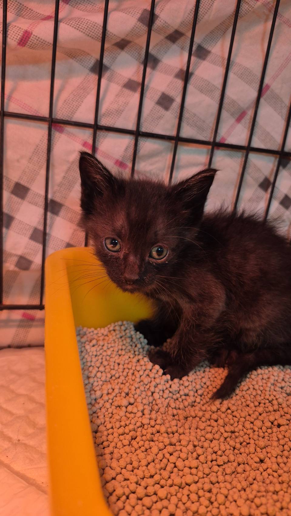Gato mestizo macho joven (negro), Pequeño, refugio n.º …5002