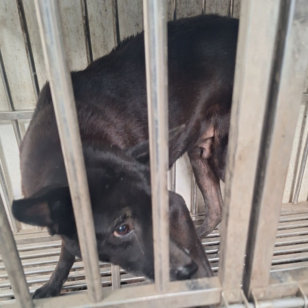 黑色成年公混種犬,大型, 收容編號 …020D. 臉部特寫。