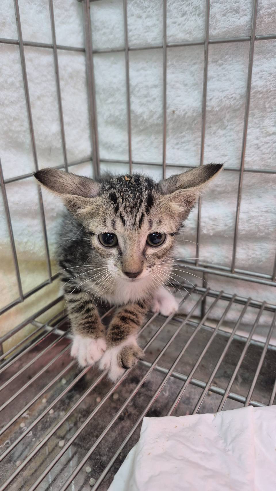 Tabby young male mixed-breed cat, Small, shelter no. …3004. Closer on the face.